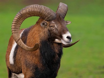 Muffeldeer, North Rhine-Westphalia, Germany