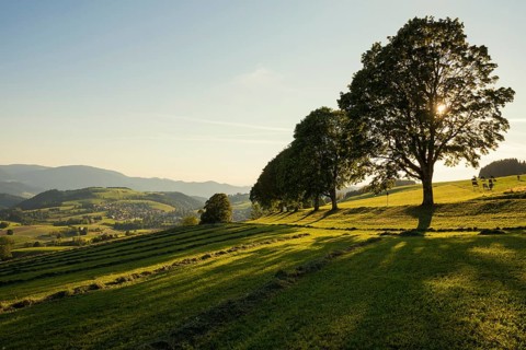 Tree avenue, St Peter, sunset, Black Forest, Southern Black Forest, Baden-Württemberg, Germany