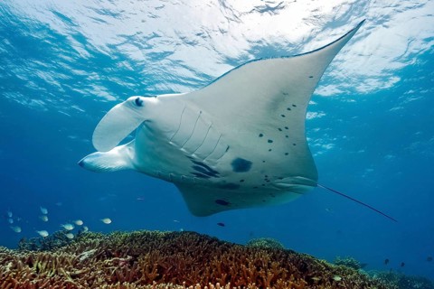 Underwater photo of manta rays (Mobula alfredi) Riffmanta Manta swims at cleaning station in