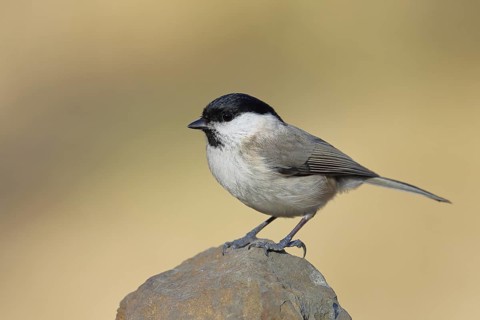 Swamp tit, (Parus palustris), sitting on a rock, autumn, wildlife, animals, tit family, songbird,