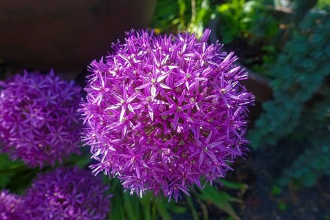 Leeks (Allium), ornamental garlic, large beautiful flowers, purple globes, flowers, plants,
