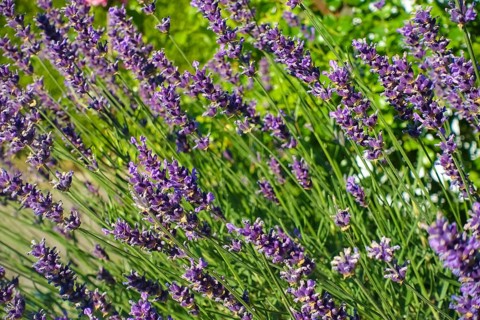 Lavender (Lavandula angustifolia), narrow-leaved lavender, ornamental plant, medicinal plant,
