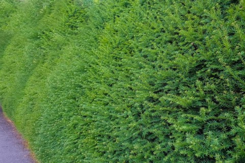 Yew (Taxus baccata), evergreen hedge, plants, gardens, Germany