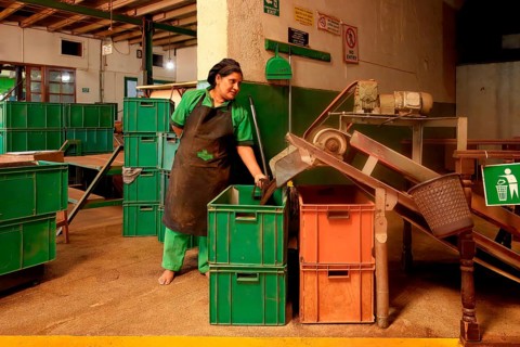 Women working in Glenloch tea factory, Nuwara Eliya, Sri Lanka