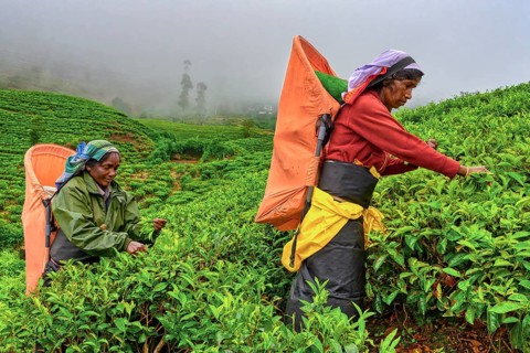 Tea picker harvesting in the Glenloch tea factory, Nuwara Eliya, Sri Lanka