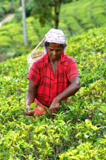 Tea picker harvesting in the Glenloch tea factory, Nuwara Eliya, Sri Lanka