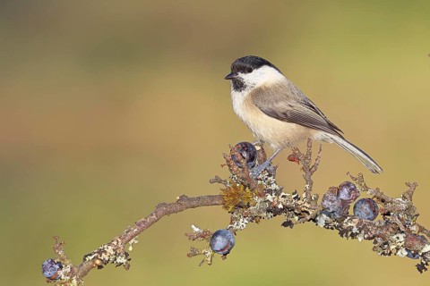Willow tit (Parus montanus), sitting on a branch in a blackthorn bush, (Prunus spinosa), sloes,