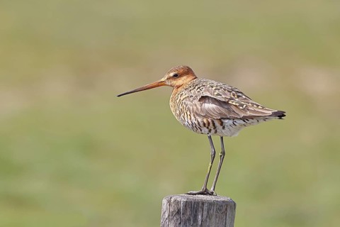 Blacktail (Limosa limosa), sitting room, on a fence post, snipe birds, wildlife, nature