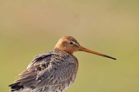 Blacktail (Limosa limosa), sitting room, on a fence post, snipe birds, animal portrait, wildlife,