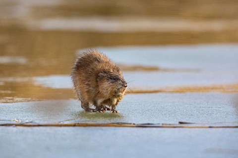 Muskrat (Ondatra zibethicus) walks across the ice on frozen lake Germany