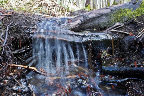 Moor outlet, A clear stream flows over roots and moss in the forest, Peenetal nature park Park,