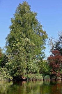 Large birch tree on the banks of a river under a blue sky, Peenetal nature park Park,