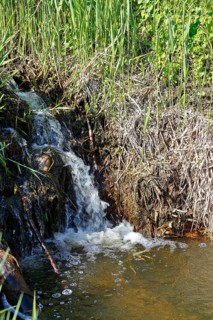 Moor outlet, small waterfall in a stream surrounded by lush reeds and vegetation, Peenetal nature