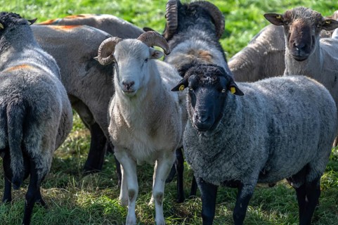 Various sheep breeds (Ovis gmelini) left a rough woolly country sheep, next to it a grey-horned