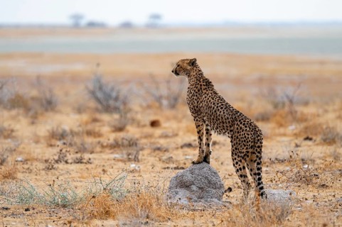 Cheetah (Acinonyx jubatus) runs in dry savanna, Etosha National Park, Namibia