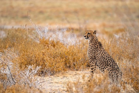 Cheetah (Acinonyx jubatus) sits in dry savanna, Etosha National Park, Namibia