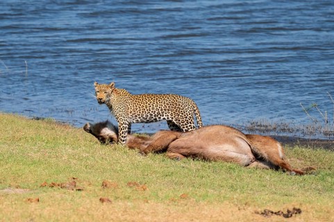 Leopard (Panthera pardus) with kill, waterbuck, Ihaha, Chobe National Park National Park, Botswana