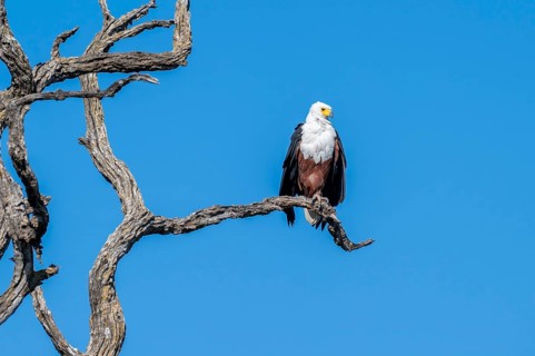 African fish eagle (Icthyophaga vocifer) sitting on dry tree, Ihaha, Chobe National Park National