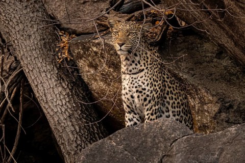 Female, leopard (Panthera pardus) in rocks, Savuti, Chobe National Park, Botswana