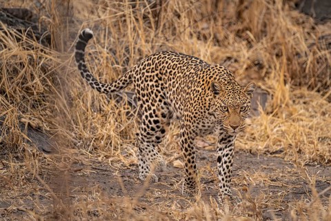 Female, leopard (Panthera pardus) sneaks through dry grass, Savuti, Chobe National Park, Botswana