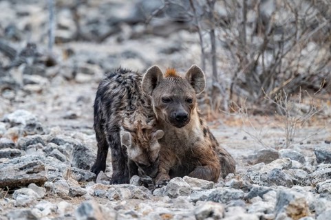 Spotted hyena or spotted hyena (Crocuta crocuta) with young animal, Etosha National Park, Namibia