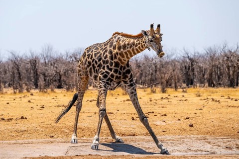 Funny, water flies through the air while drinking, Angola giraffe (Giraffa giraffa angolensis),