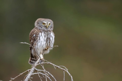 Sparrow owl (Glaucicium passerinum) sitting on the tip of a spruce tree, Pillberg, Pill, Tyrol,