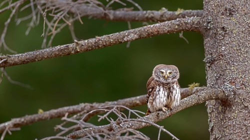 Sparrow owl (Glaucicium passerinum) sitting on a branch, Pillberg, Pill, Tyrol, Austria