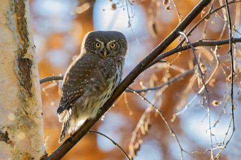 Sparrow owl (Glaucicium passerinum) sitting on a branch, Hausstatt, Weerberg, Tyrol, Austria