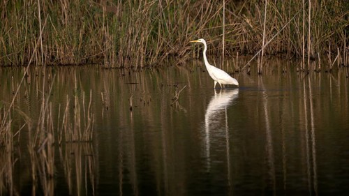 Great egret (Egretta alba) standing in shallow water, Naturquartier Grosswilfersdorf,