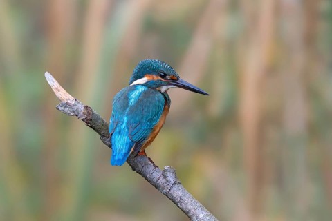 Kingfisher (Alcedo atthis) sitting on a branch, Littlewood Ranch, Limbach, Burgenland, Austria
