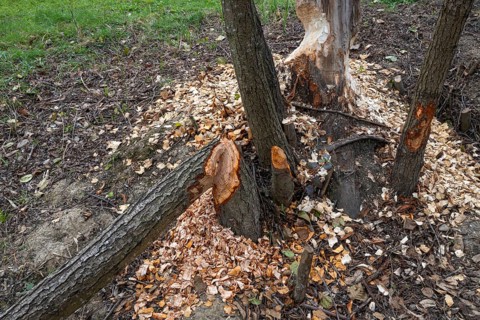 European beaver (Castor fiber), eating marks, Littlewood Ranch, Limbach, Burgenland, Austria