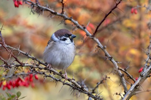 Tree sparrow (Passer montanus) sitting in a barberry bush, Littlewood Ranch, Limbach, Burgenland,