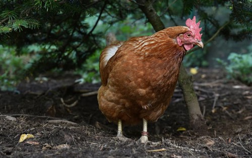 Hen, Gallus gallus domesticus, looking for food in a free-range farm, organic farming,