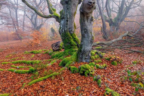 Beech in Hutewald Halloh, Hesse, Germany