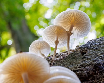 Beech slime (Mucidula mucida), Germany