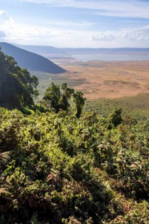 View of Ngorongoro Crater, Crater Viewpoint, Forest and Savanna Landscape, Ngorongoro Conservation
