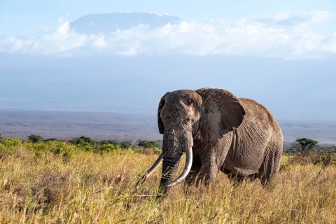 African elephant (Loxodonta africana) in picturesque landscape with the summit of Mount