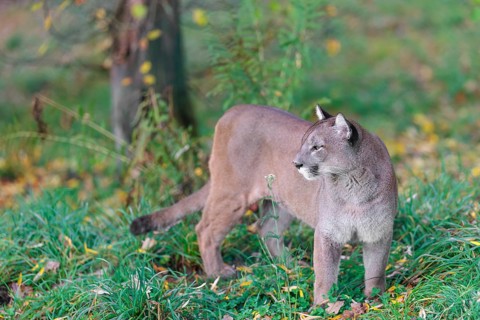 A male cougar (Puma concolor) stands in tall grass in a forest, looking around. W USA, S Canada,