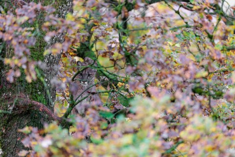 A female cougar (Puma concolor) rests hidden by leaves on a big branch high up in an oak tree. W