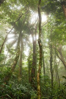 Misty tropical forest with ficus and endemic species on the way to Mount Sorrow in Daintree