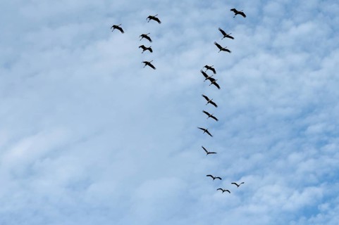 Cranes flying in formation (Grus grus), Darß, Mecklenburg-Western Pomerania, Germany