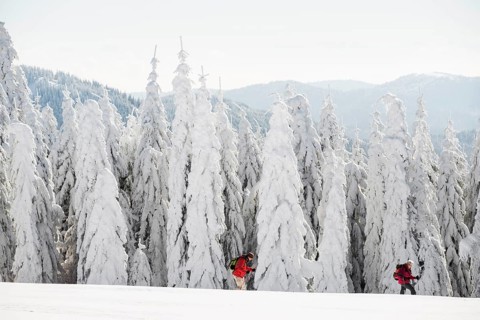 Snow-covered fir trees and snowshoe hikers, Stübenwasen, Feldberg, Todtnauberg, Black Forest,