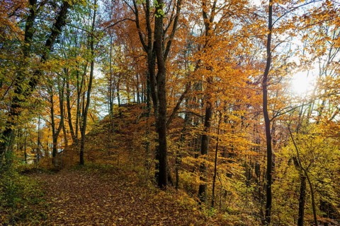 Autumn forest, near Überlingen, Lake Constance, Baden-Württemberg, Germany