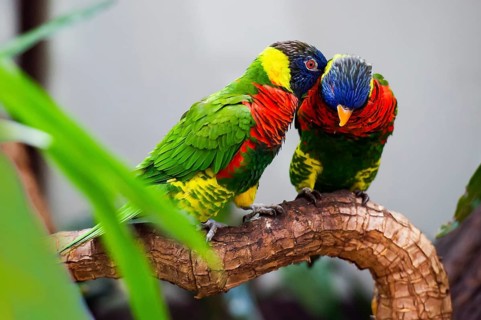Parrot, colorful, all-color lory, Trichoglossus haematodus