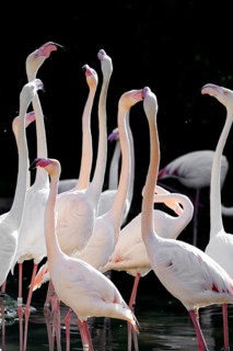 Pink flamingos, Phoenicopterus ruber-roseus