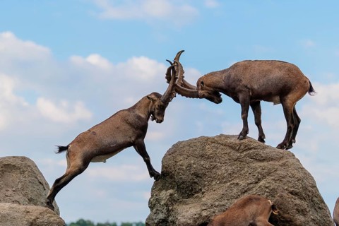 Two male ibexes (Capra ibex) stand facing each other on a rock and playfully fight with each other.