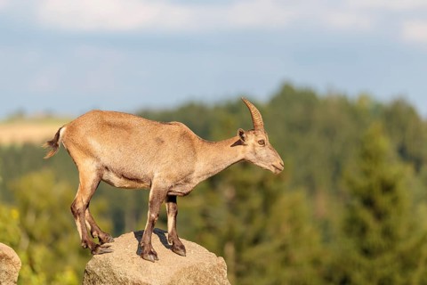 A female ibex (Capra ibex) stands on a rock on a sunny day. A blue sky with clouds and a forest can