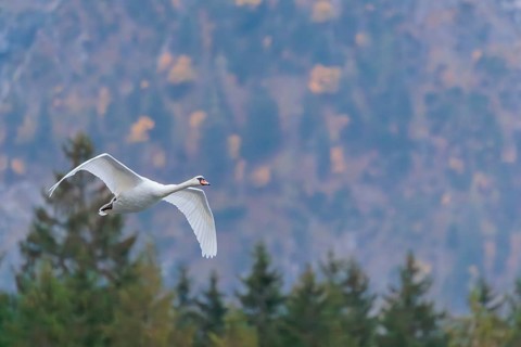 A mute swan (Cygnus olor) flies over a lake. In the background, a mountain forest can be seen in