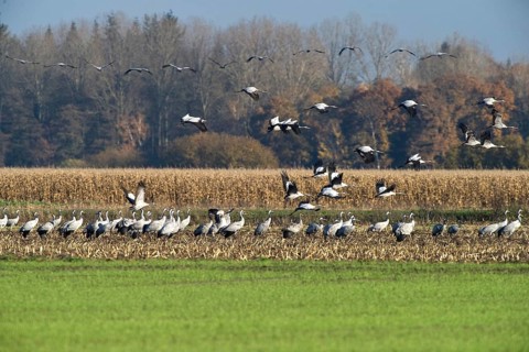 Cranes (grus grus) while resting on the southward train looking for food in a harvested corn field,